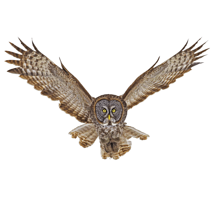 6-owlSlider