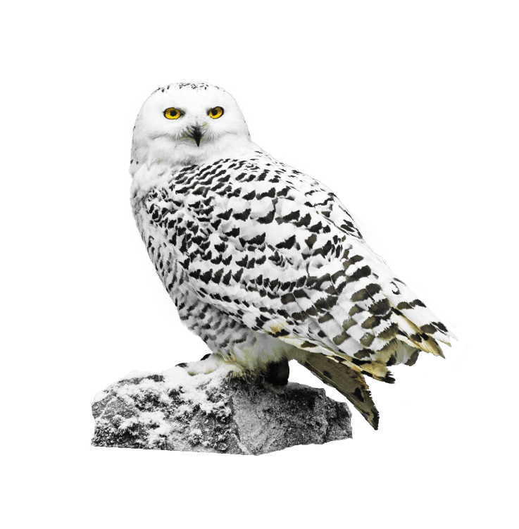 8-owlSlider